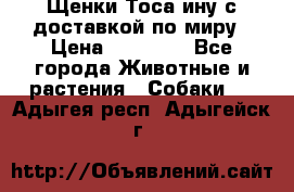 Щенки Тоса-ину с доставкой по миру › Цена ­ 68 000 - Все города Животные и растения » Собаки   . Адыгея респ.,Адыгейск г.